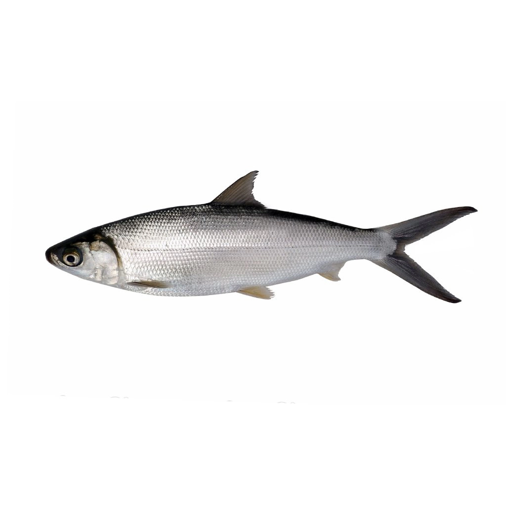 KAC - Carton  - MILK FISH 800 / 1200 - 9 KG