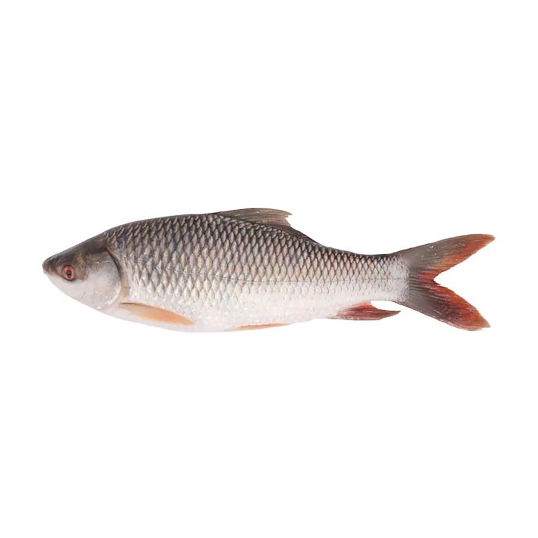 KAC - Carton  - ROHU FISH BIG SIZE  20 KG