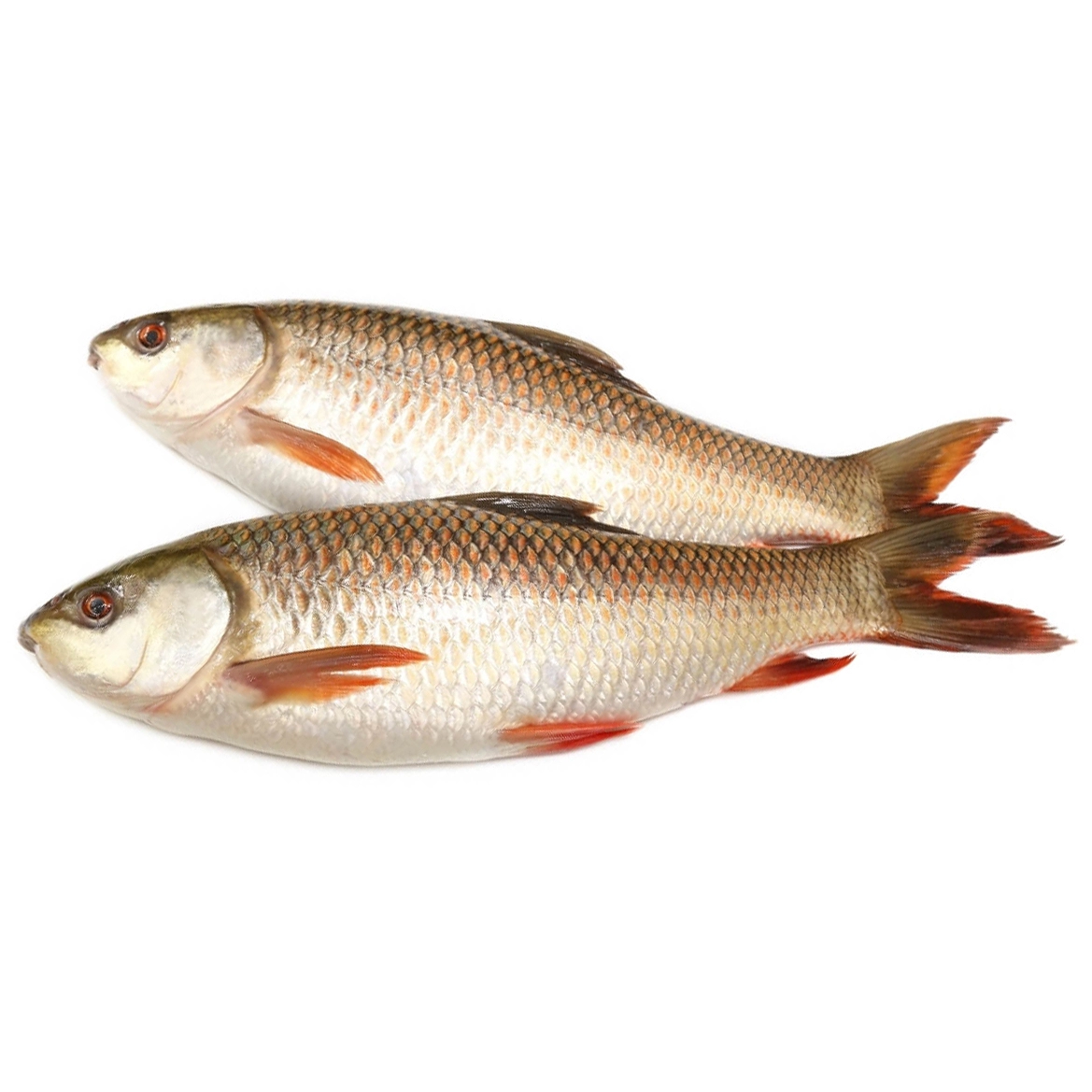 KAC -Carton  - ROHU MYANMAR FISH 20 KG