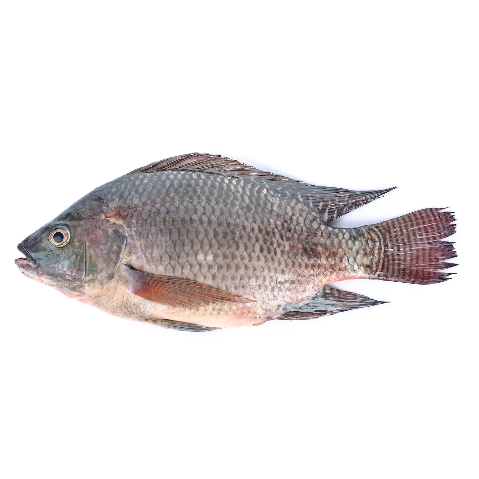 KAC - Carton  - TAIWANESE TILAPIA FISH 200/300 - 9KG